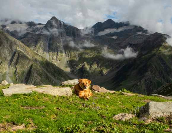 Thamsar Pass Trek Guide 2024: History, Highlights, Best Time, How to Reach & Itinerary